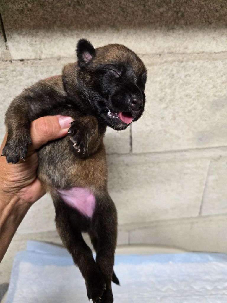Des Guerriers De Saint Marc - Chiots disponibles - Berger Belge