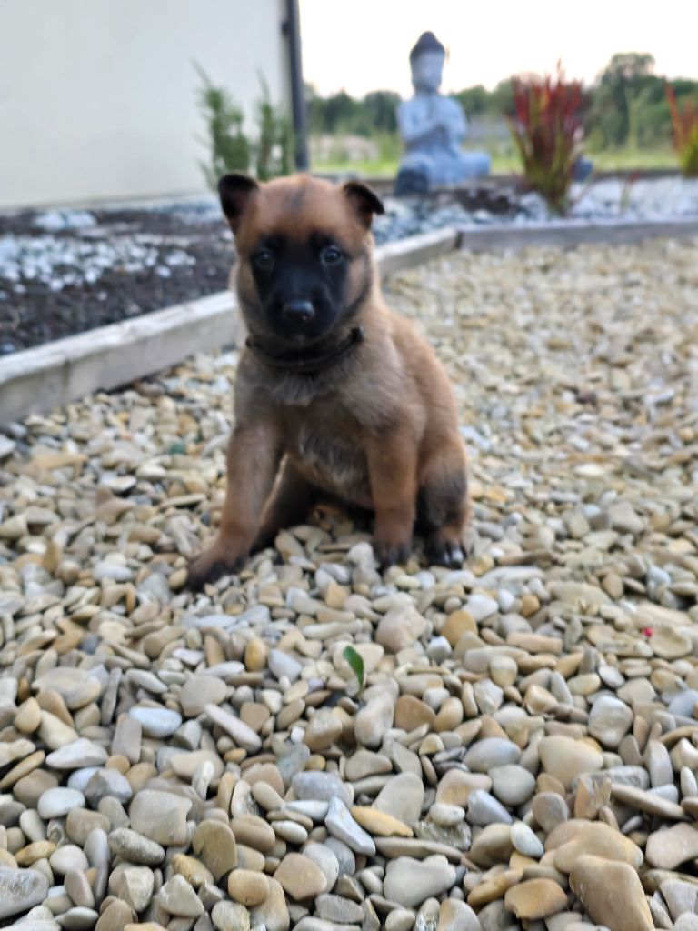 Des Guerriers De Saint Marc - Chiots disponibles - Berger Belge