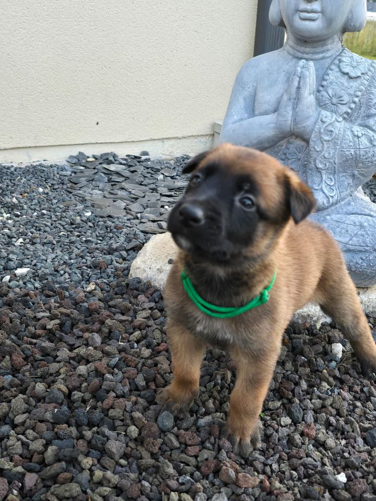 Des Guerriers De Saint Marc - Chiots disponibles - Berger Belge