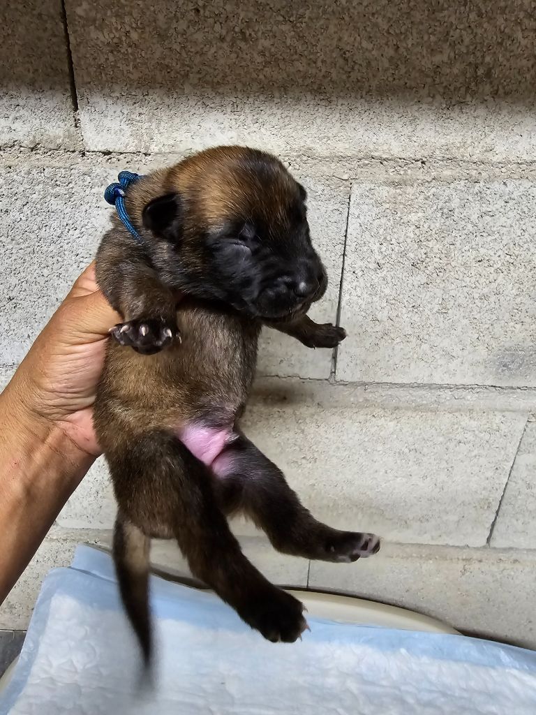 Des Guerriers De Saint Marc - Chiots disponibles - Berger Belge