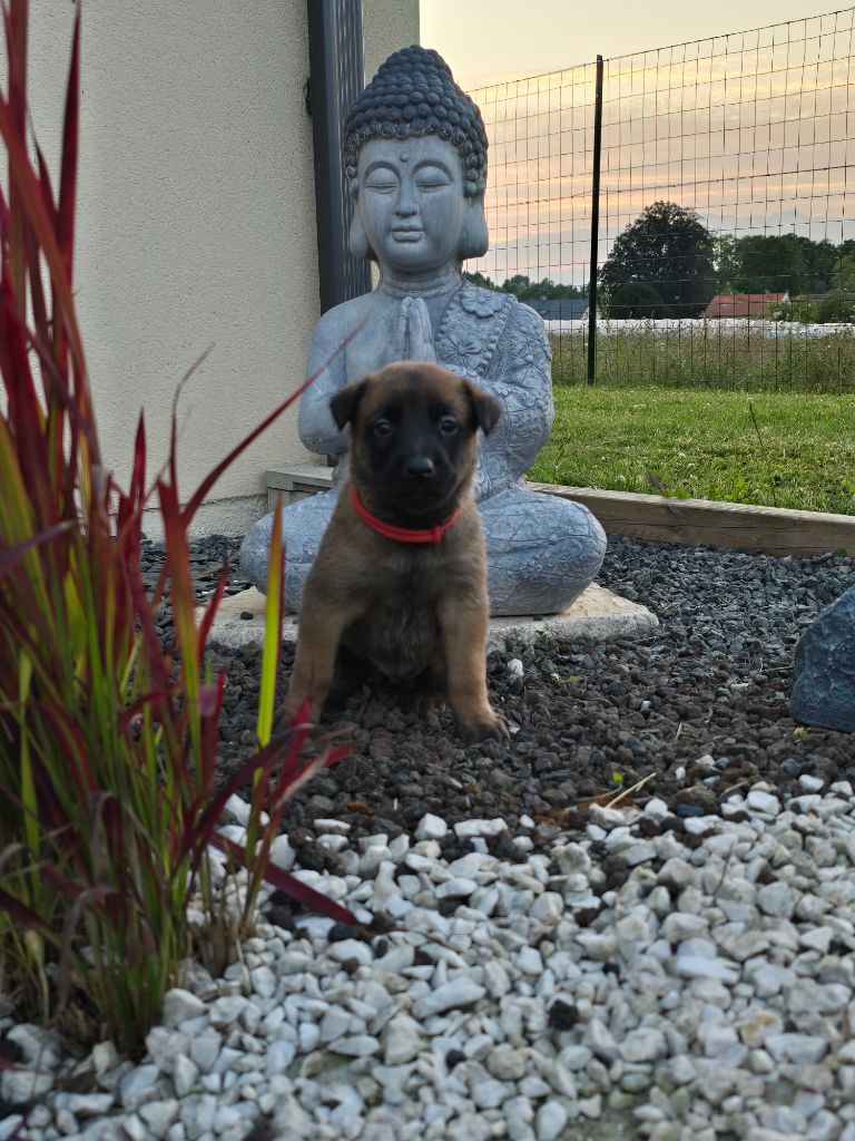 Des Guerriers De Saint Marc - Chiots disponibles - Berger Belge