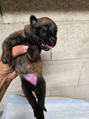 CHIOT 4