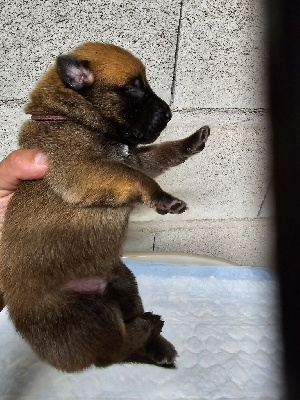 CHIOT 3