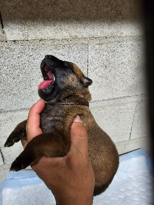 CHIOT 5