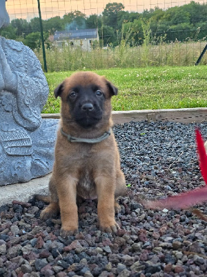 CHIOT 6