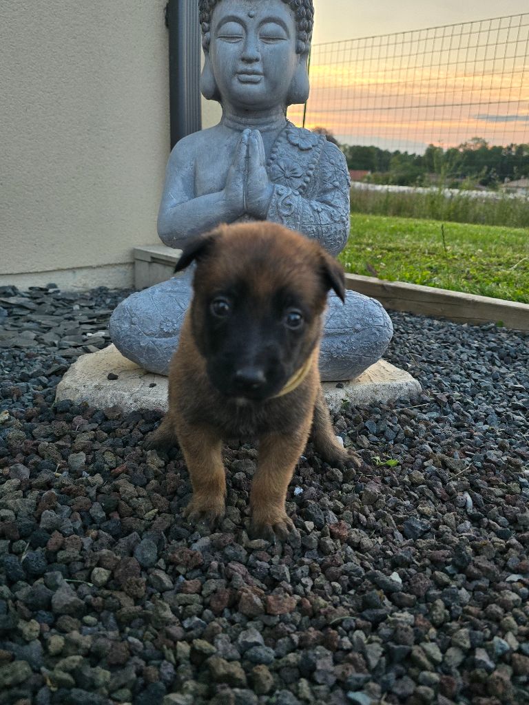 Des Guerriers De Saint Marc - Chiots disponibles - Berger Belge