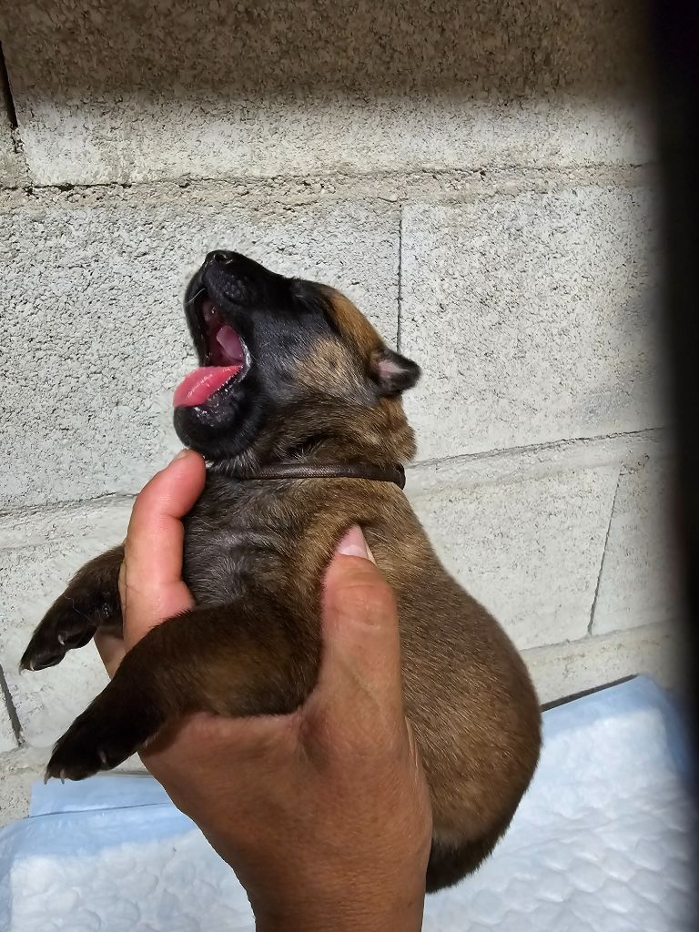 Des Guerriers De Saint Marc - Chiots disponibles - Berger Belge