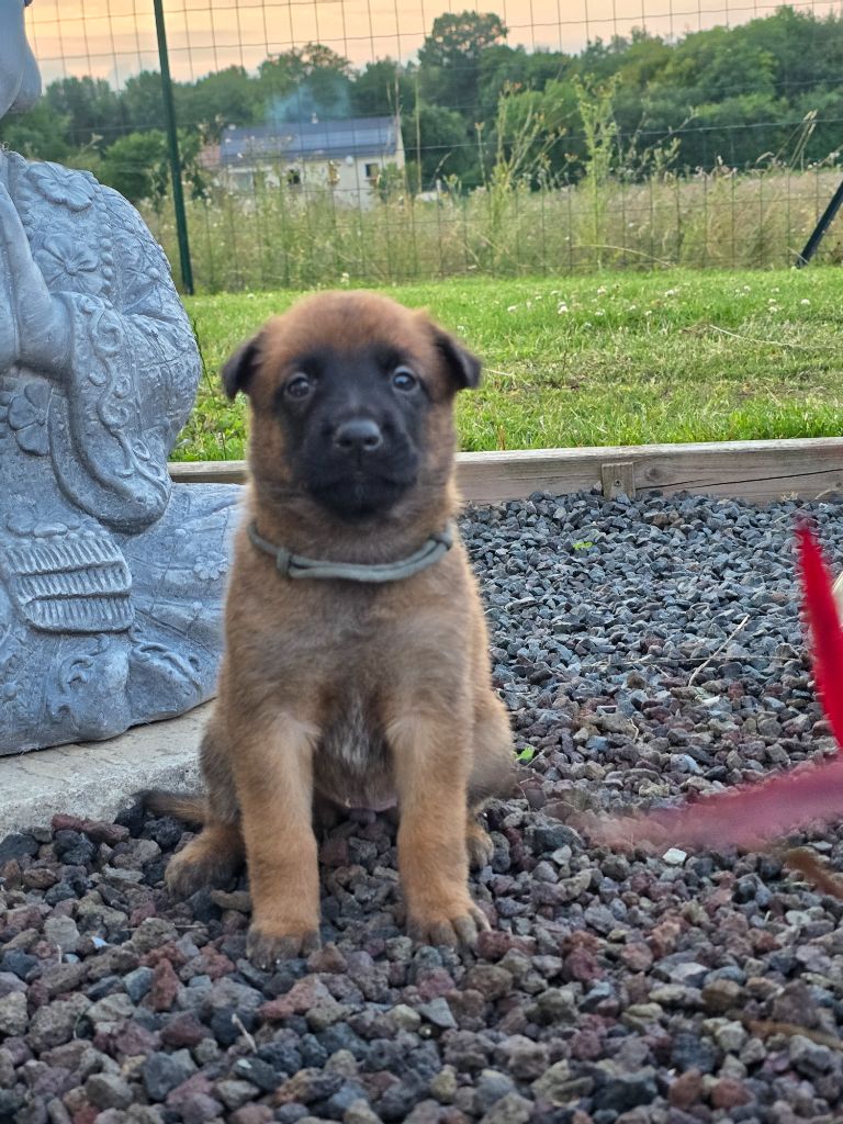 Des Guerriers De Saint Marc - Chiots disponibles - Berger Belge