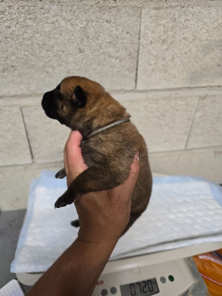 Des Guerriers De Saint Marc - Chiots disponibles - Berger Belge