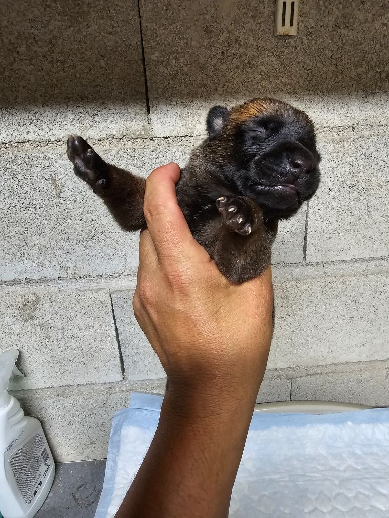 Des Guerriers De Saint Marc - Chiots disponibles - Berger Belge